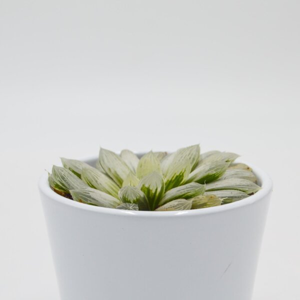 Haworthia cooperi f. variegata - 8,5cm