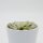 Haworthia cooperi f. variegata - 8,5cm
