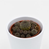 Sulcorebutia rauschii Violet - 8,5cm