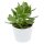 Crassula Money Maker - 6cm