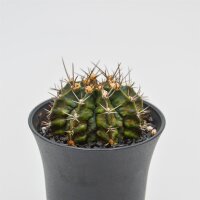 Gymnocalycium mihanovichii T-Rex - 8cm