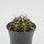 Gymnocalycium mihanovichii T-Rex - 8cm