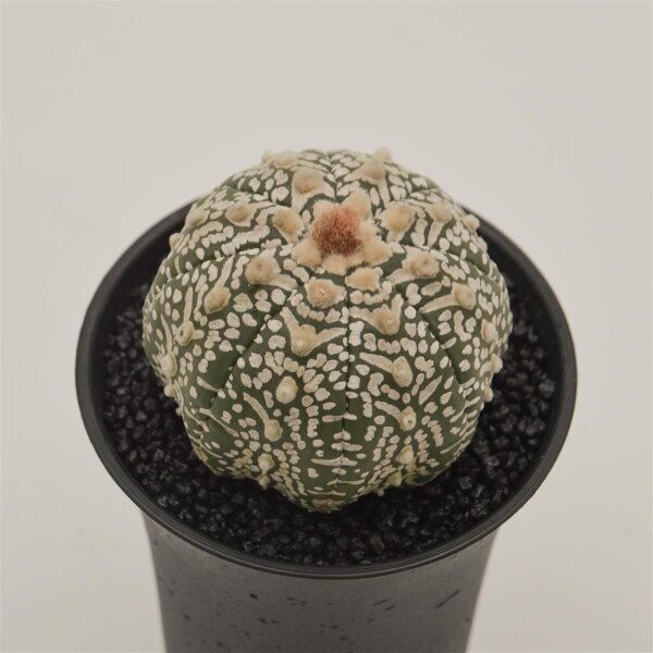 Astrophytum asterias - 10cm