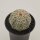 Astrophytum asterias - 10cm