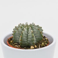 Euphorbia horrida v. striata alba - 5,5cm