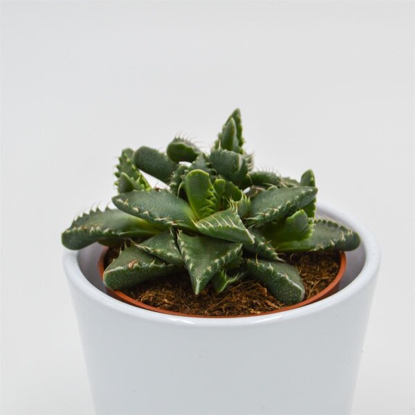 Faucaria tigrina - 8,5cm