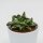 Faucaria tigrina - 8,5cm