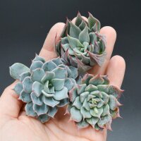 Set: E. halbingeri, E. Real de Catorse, E. subalpina