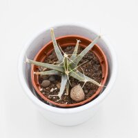 Leuchtenbergia principis (Agaven-Kaktus) - 5,5cm