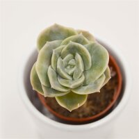 x Graptoveria Lovely Rose - 5,5cm