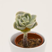 x Graptoveria Lovely Rose - 5,5cm