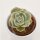 x Graptoveria Lovely Rose - 5,5cm