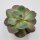 Echeveria Green Pacific - 14cm