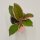 Hoya Flamingo Dream - 6cm
