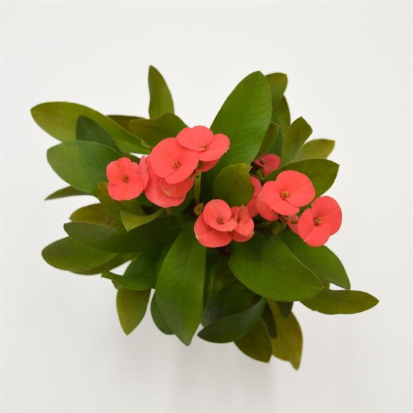 Euphorbia milii Eos (red) - 6cm