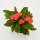 Euphorbia milii Eos (red) - 6cm