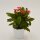 Euphorbia milii Eos (red) - 6cm