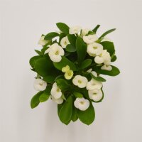 Euphorbia milii Hector (white) - 6cm