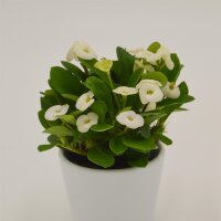 Euphorbia milii Hector (white) - 6cm