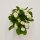 Euphorbia milii Hector (white) - 6cm