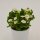 Euphorbia milii Hector (white) - 6cm