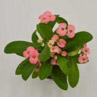 Euphorbia milii Rhea (pink) - 6cm