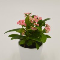 Euphorbia milii Rhea (pink) - 6cm