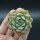 Echeveria Tippy