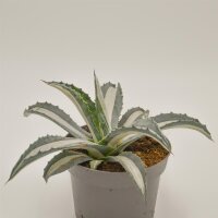 Agave americana f. medio-picta alba - 13cm