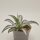 Agave americana f. medio-picta alba - 13cm