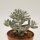 Cotyledon orbiculata - 13cm