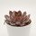 Echeveria Morango - 12cm