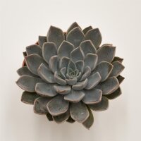 x Graptoveria Fontaine - 8,5cm