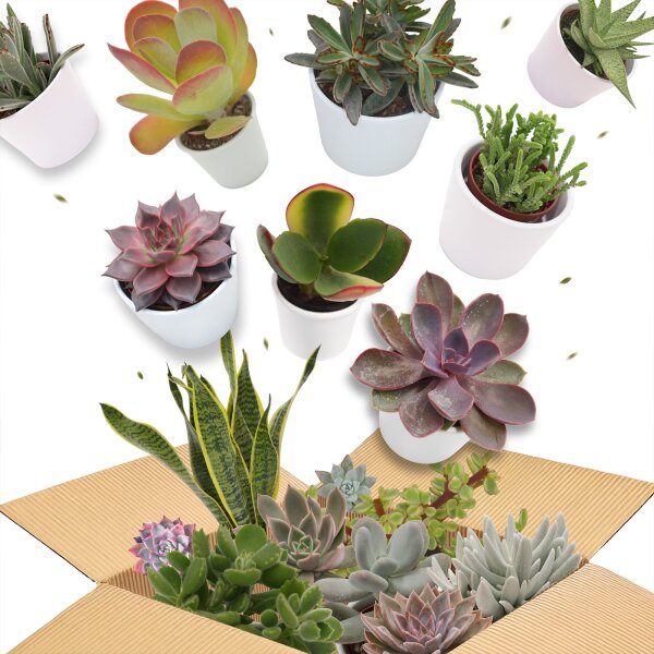 Succulent Mystery Box