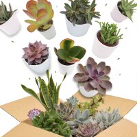 Succulent Mystery Box