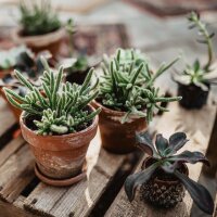 Succulent Mystery Box