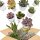 Succulent Mystery Box
