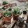 Succulent Mystery Box