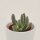 Cylindrophyllum compothi - 5,5cm