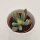 Cylindrophyllum compothi - 5,5cm