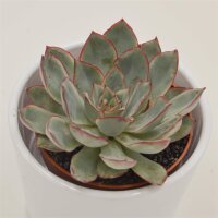 Echeveria Moonshine - 8,5cm