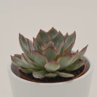 Echeveria Moonshine - 8,5cm