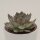 Echeveria Moonshine - 8,5cm