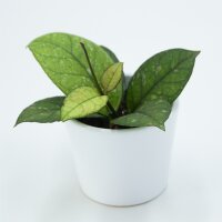 Hoya sp. Sabah - 6cm