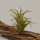 Tillandsia neglecta