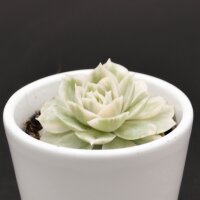 Echeveria Onslow f. variegata - 6cm