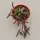 Othonna capensis Ruby Necklace - 6cm