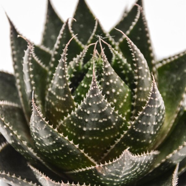 Aloe Cosmo - 8,5cm