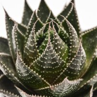 Aloe Cosmo - 8,5cm