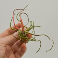 Tillandsia bulbosa
